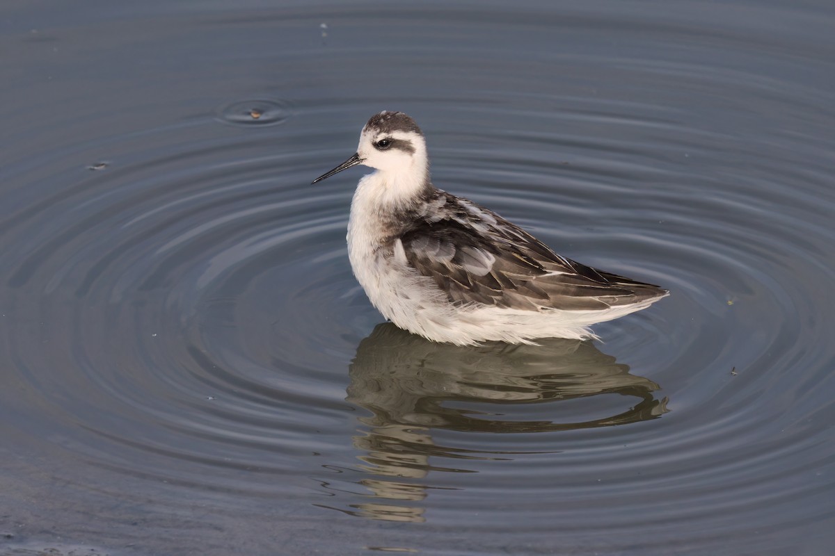 Red-necked Phalarope - ML643088744