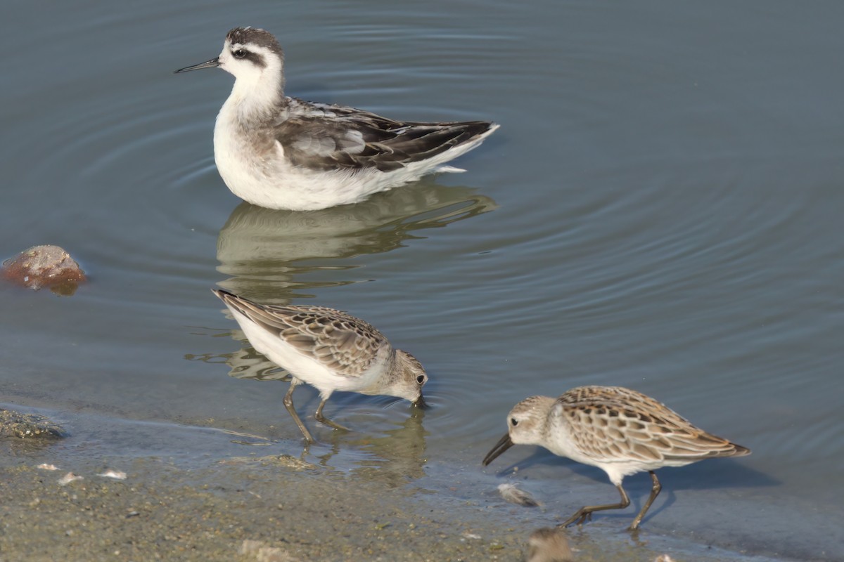 Red-necked Phalarope - ML643088746