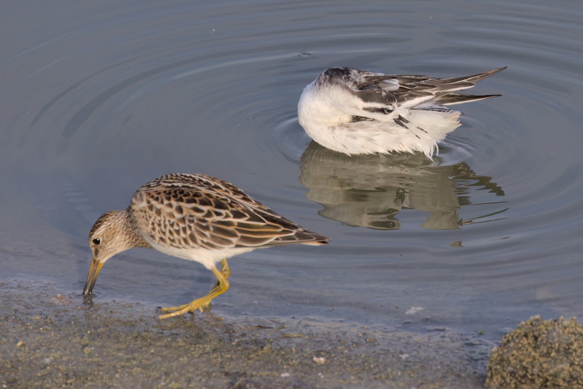 Red-necked Phalarope - ML643088747
