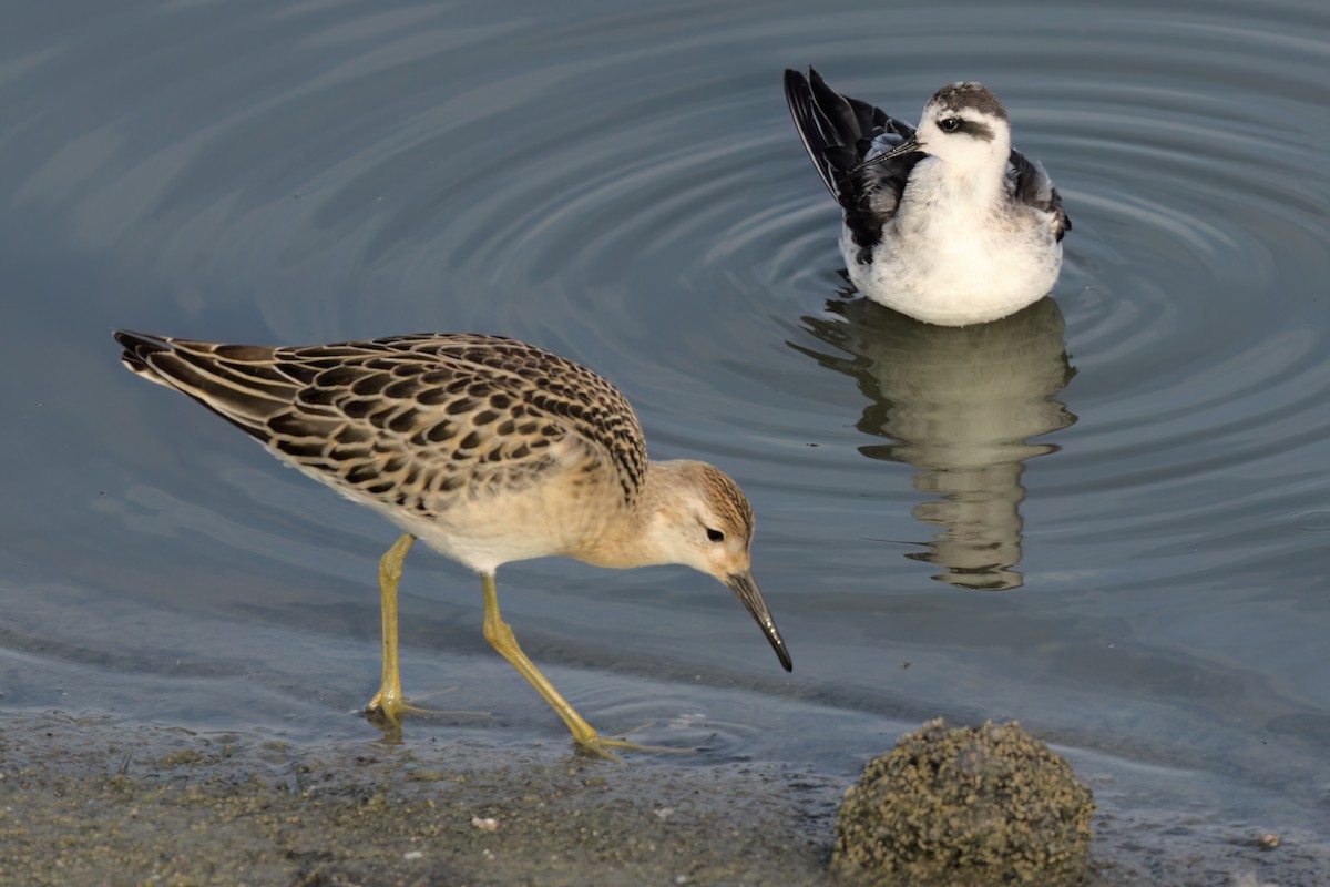 Red-necked Phalarope - ML643088748