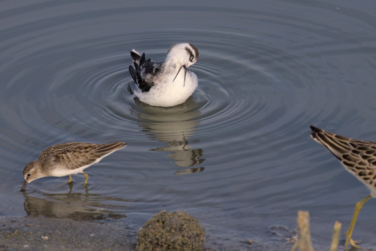 Red-necked Phalarope - ML643088749
