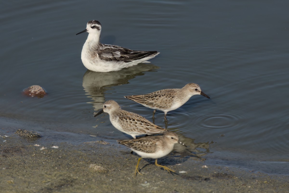 Red-necked Phalarope - ML643088750