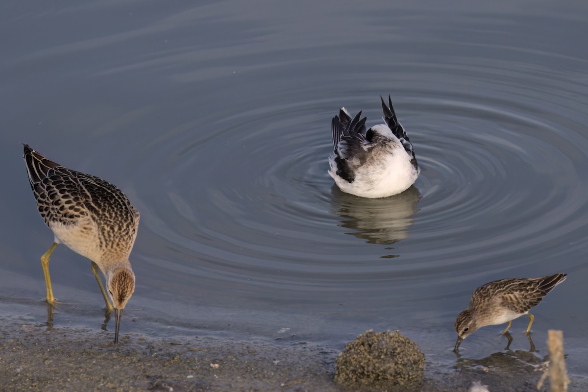 Red-necked Phalarope - ML643088751