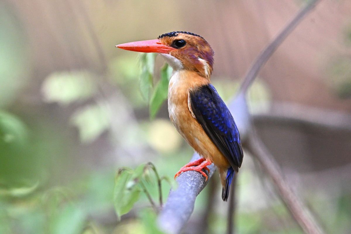 African Pygmy Kingfisher - ML643088754