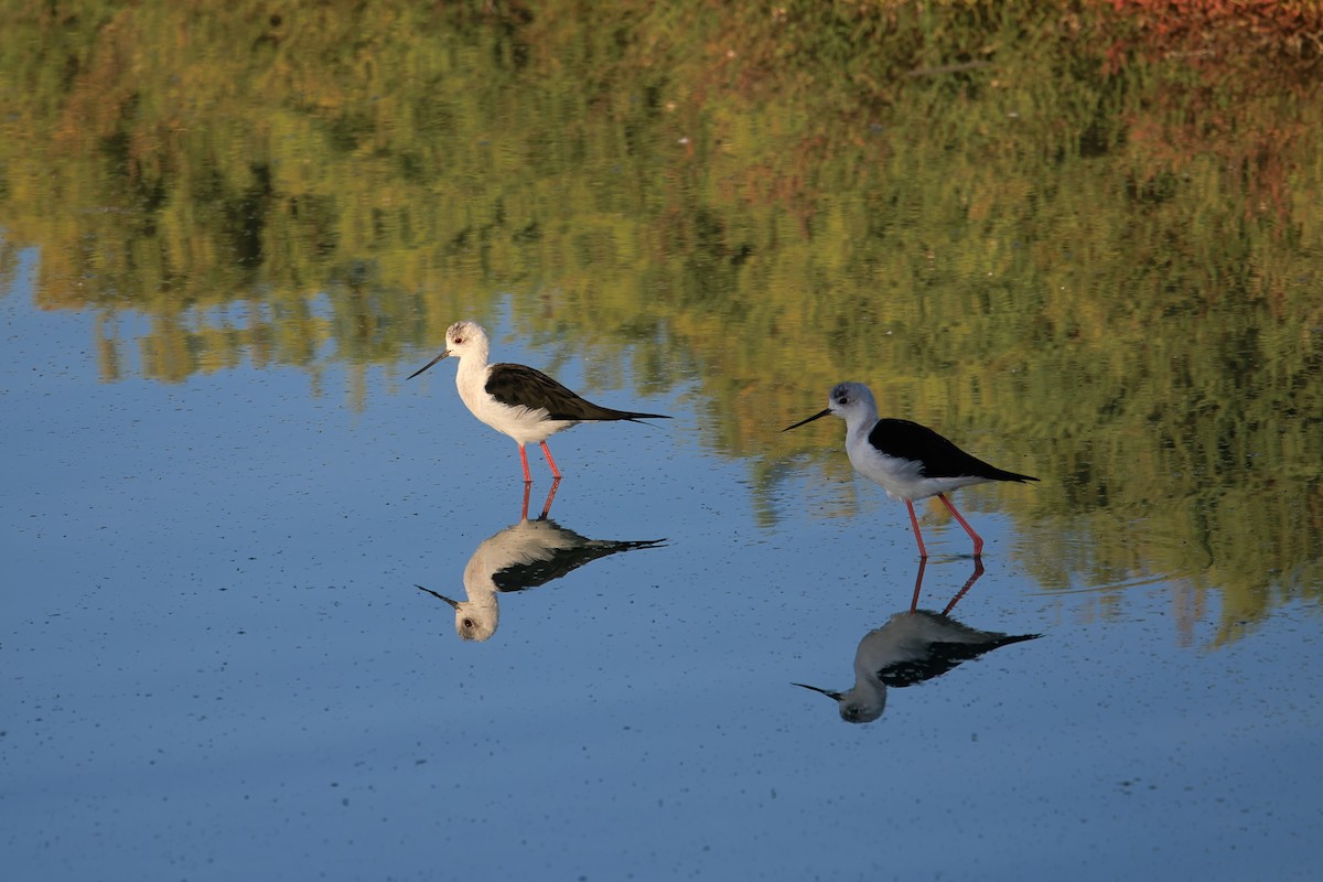 Black-winged Stilt - ML643088755