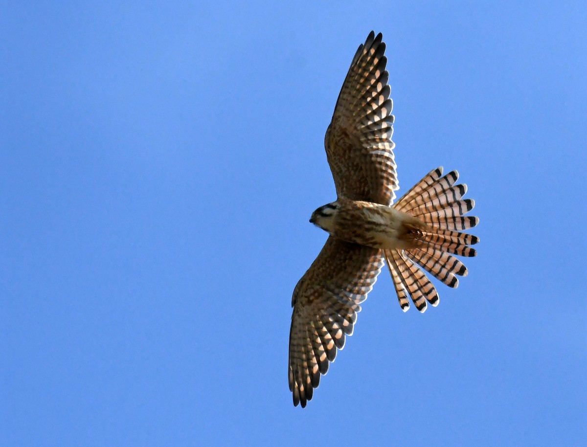 American Kestrel - ML643088759