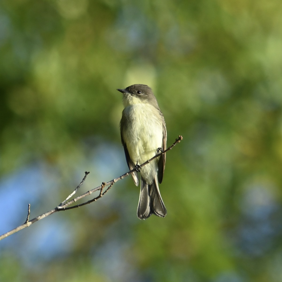 Eastern Phoebe - ML643088760
