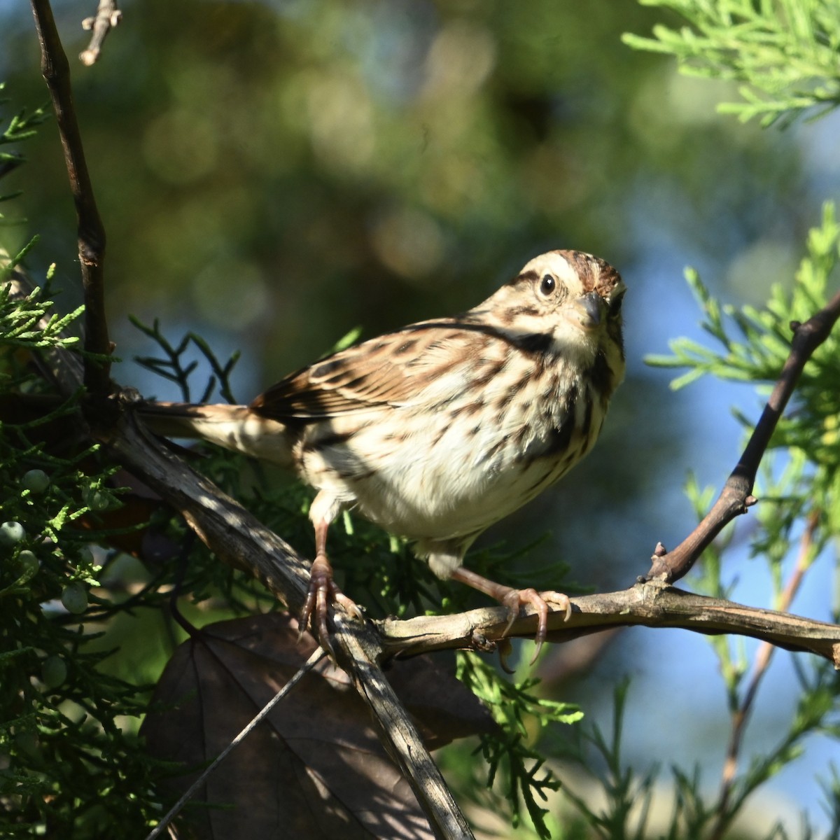 Song Sparrow - ML643088763