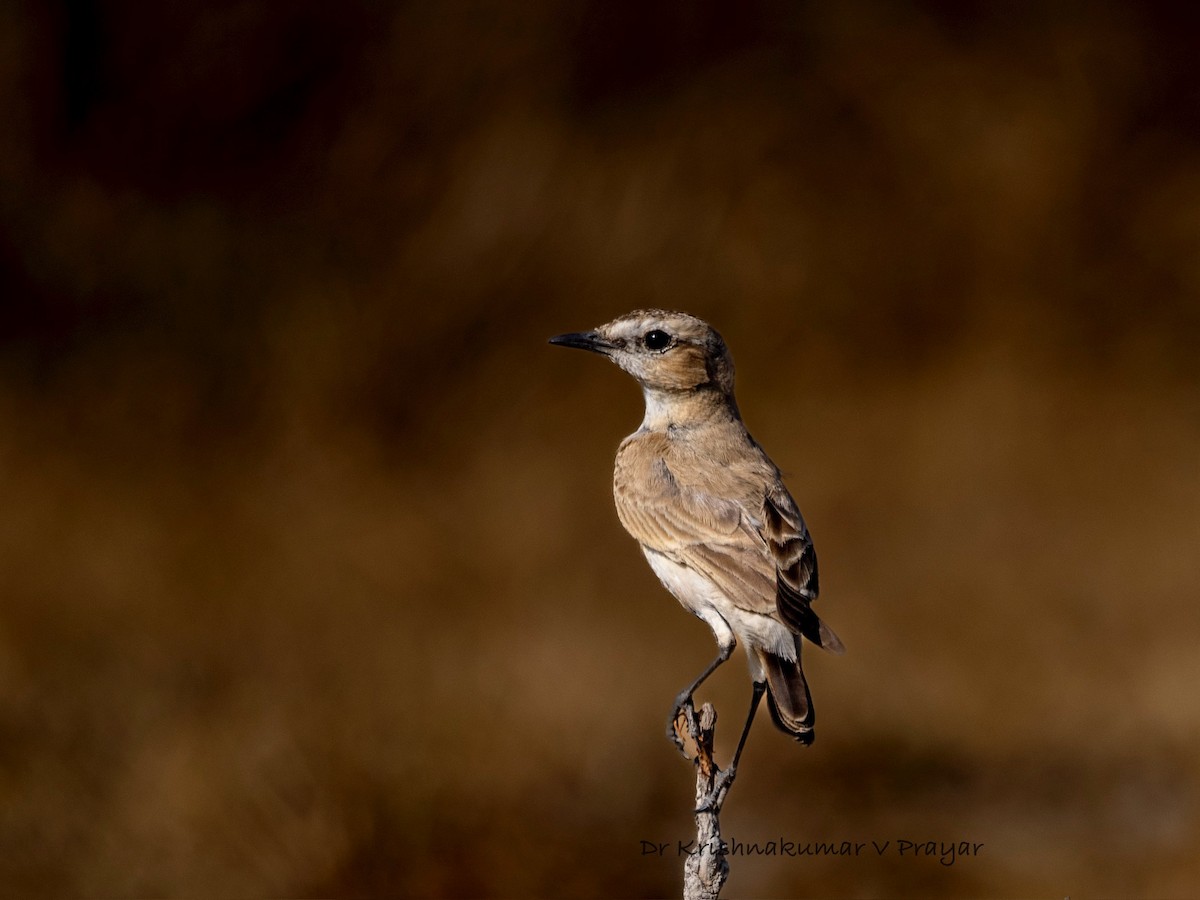 bělořit plavý - ML643088767