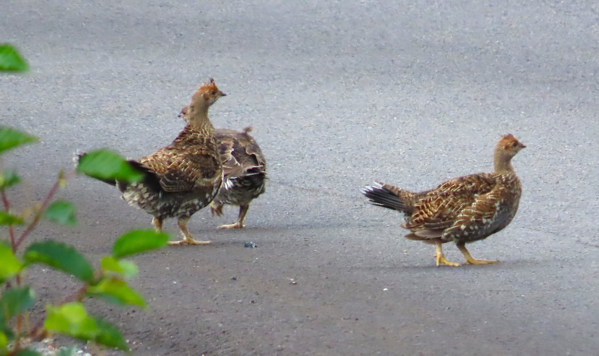 Sooty Grouse - ML643088773