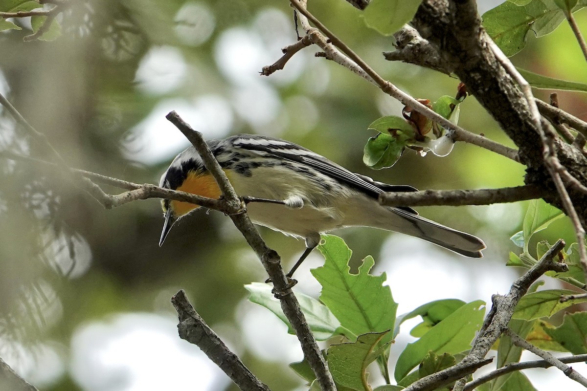 Yellow-throated Warbler - ML643088774