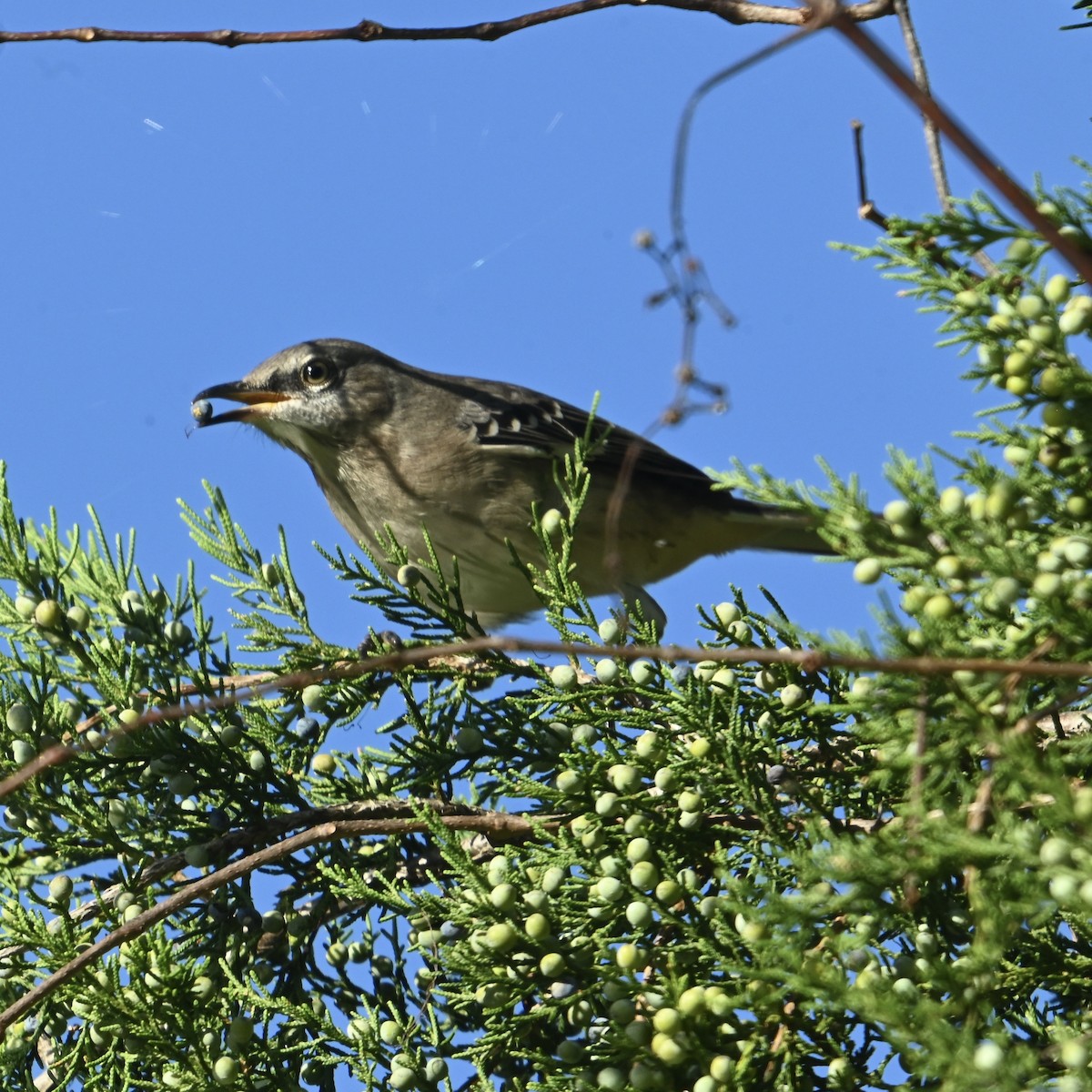 Northern Mockingbird - ML643088781