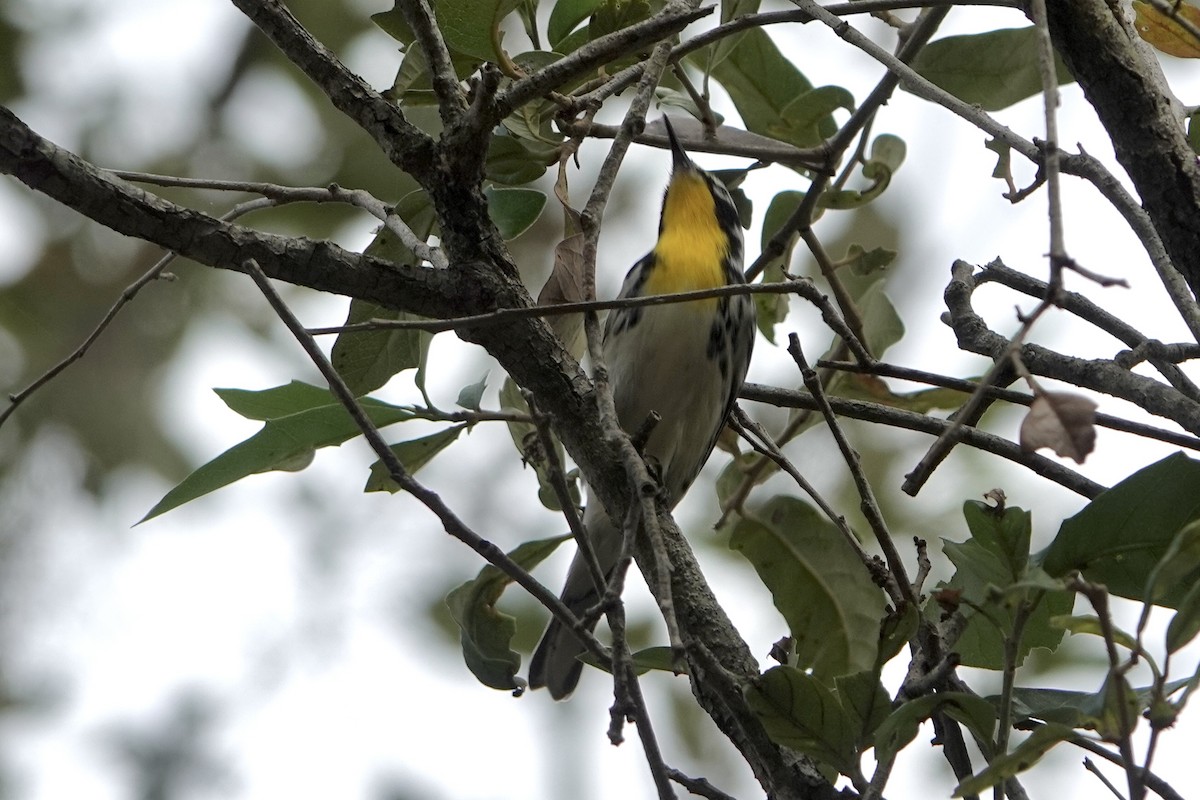 Yellow-throated Warbler - ML643088782