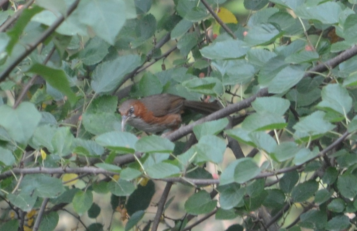 Rusty-cheeked Scimitar-Babbler - ML643088786