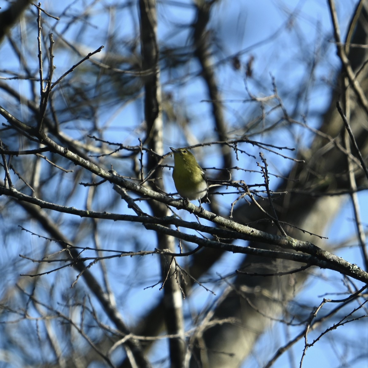 Yellow-throated Vireo - ML643088787