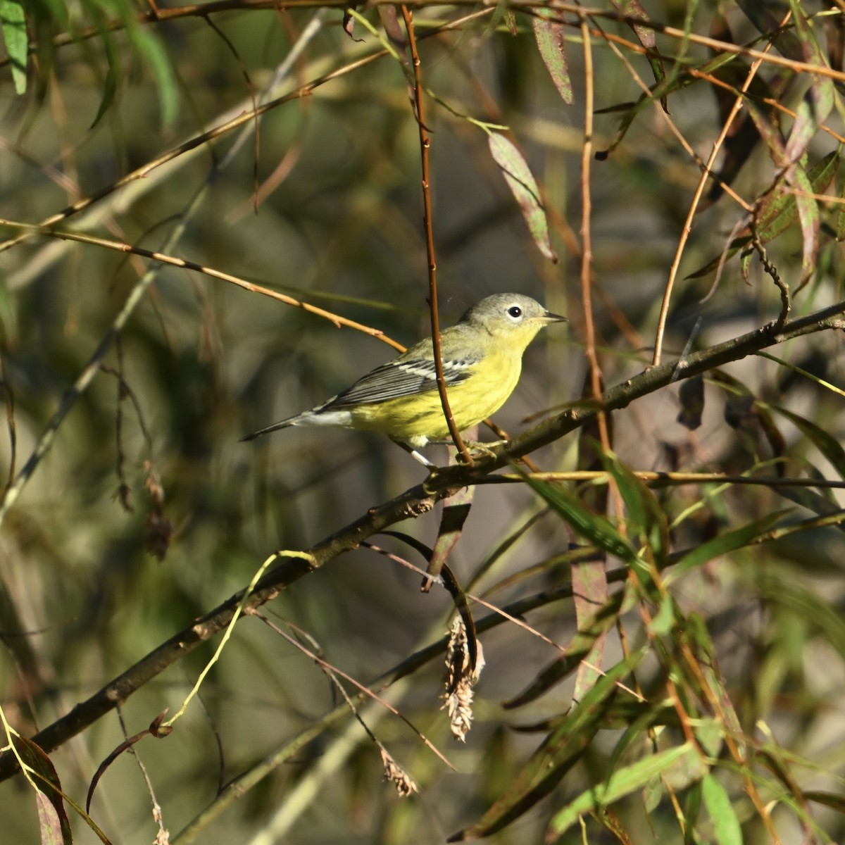 Magnolia Warbler - ML643088795