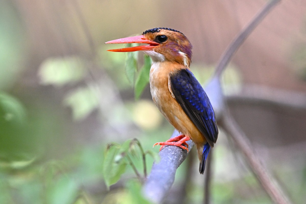 African Pygmy Kingfisher - ML643088799