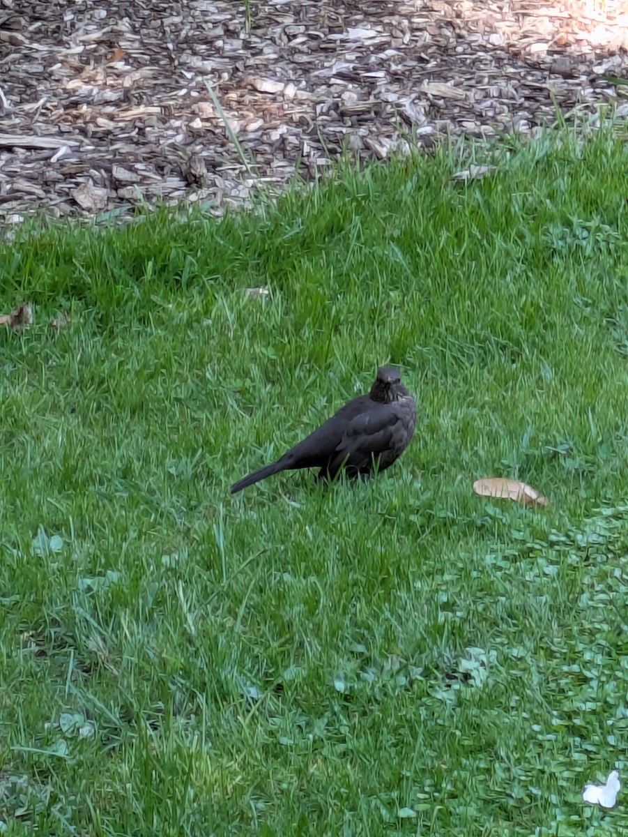 Eurasian Blackbird - ML643088802