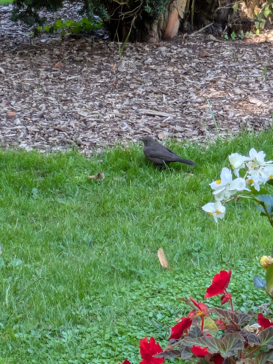 Eurasian Blackbird - ML643088826