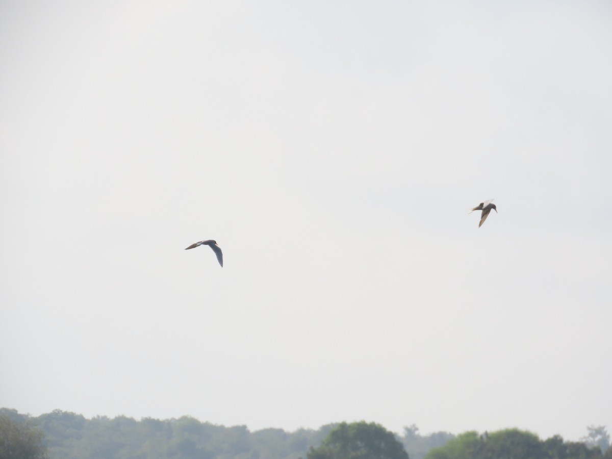 River Tern - ML643088835