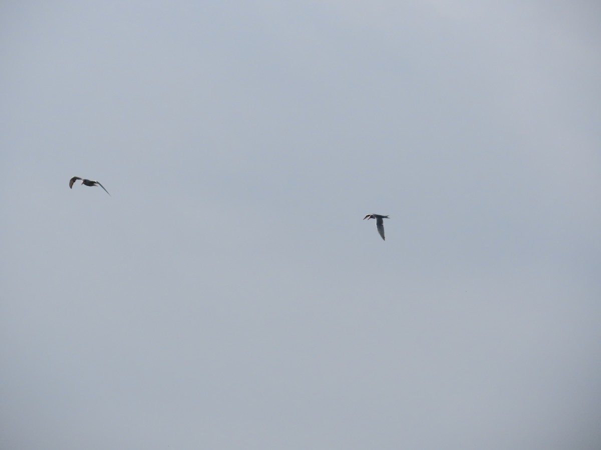 River Tern - ML643088836