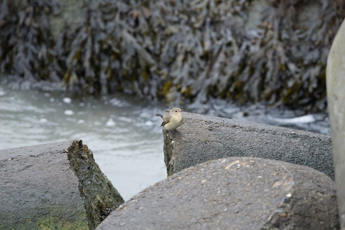 Red-breasted Flycatcher - ML643088837