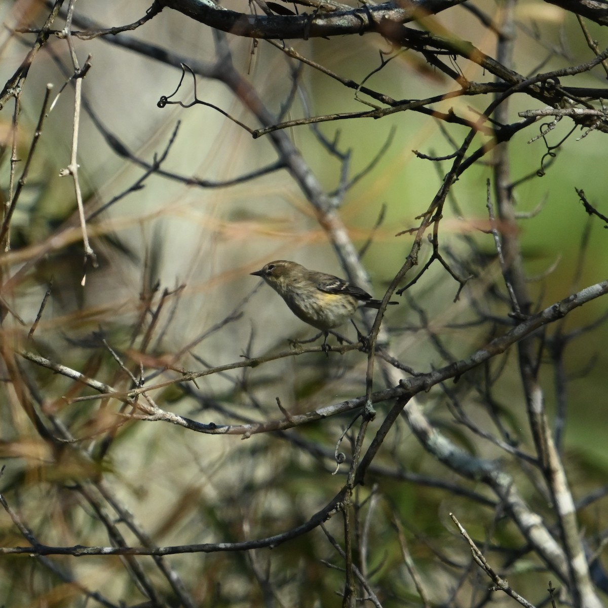 Yellow-rumped Warbler - ML643088861