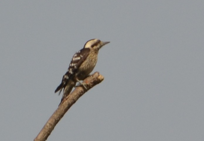 Gray-capped Pygmy Woodpecker - ML643088866