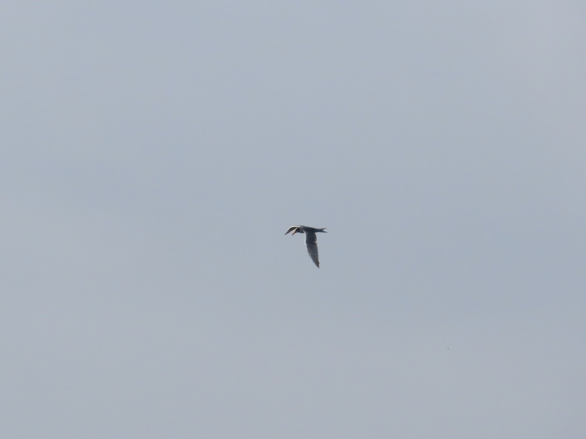 River Tern - ML643088871