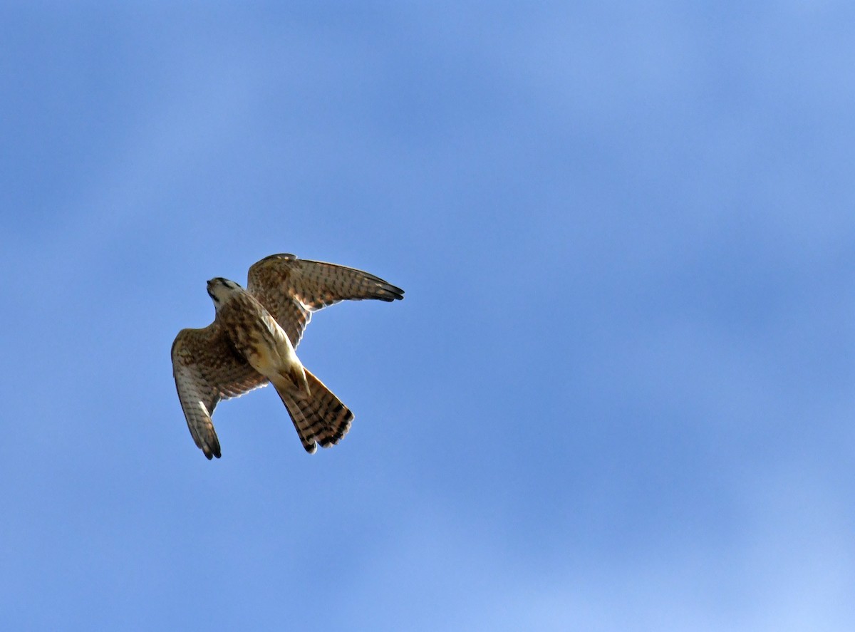 American Kestrel - ML643088880