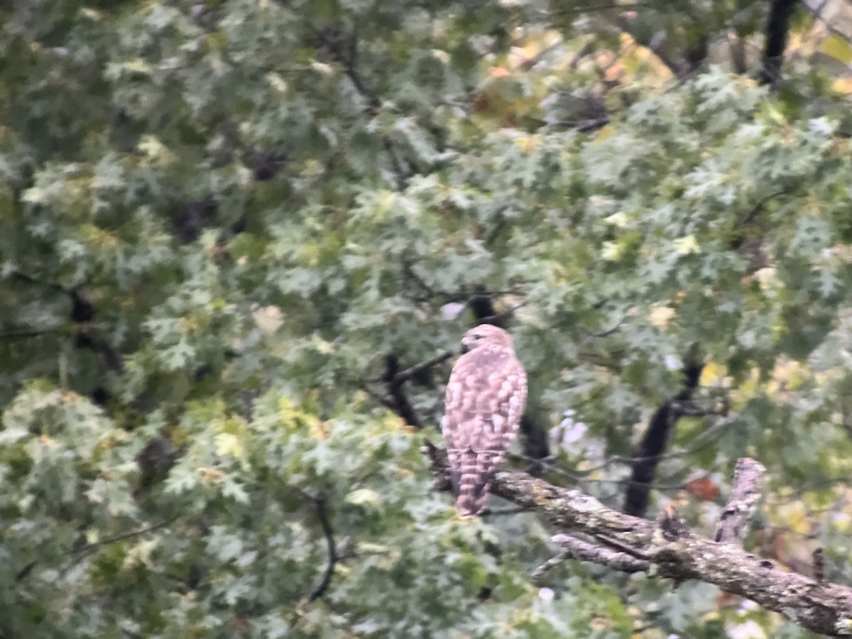 Red-shouldered Hawk - ML643088881