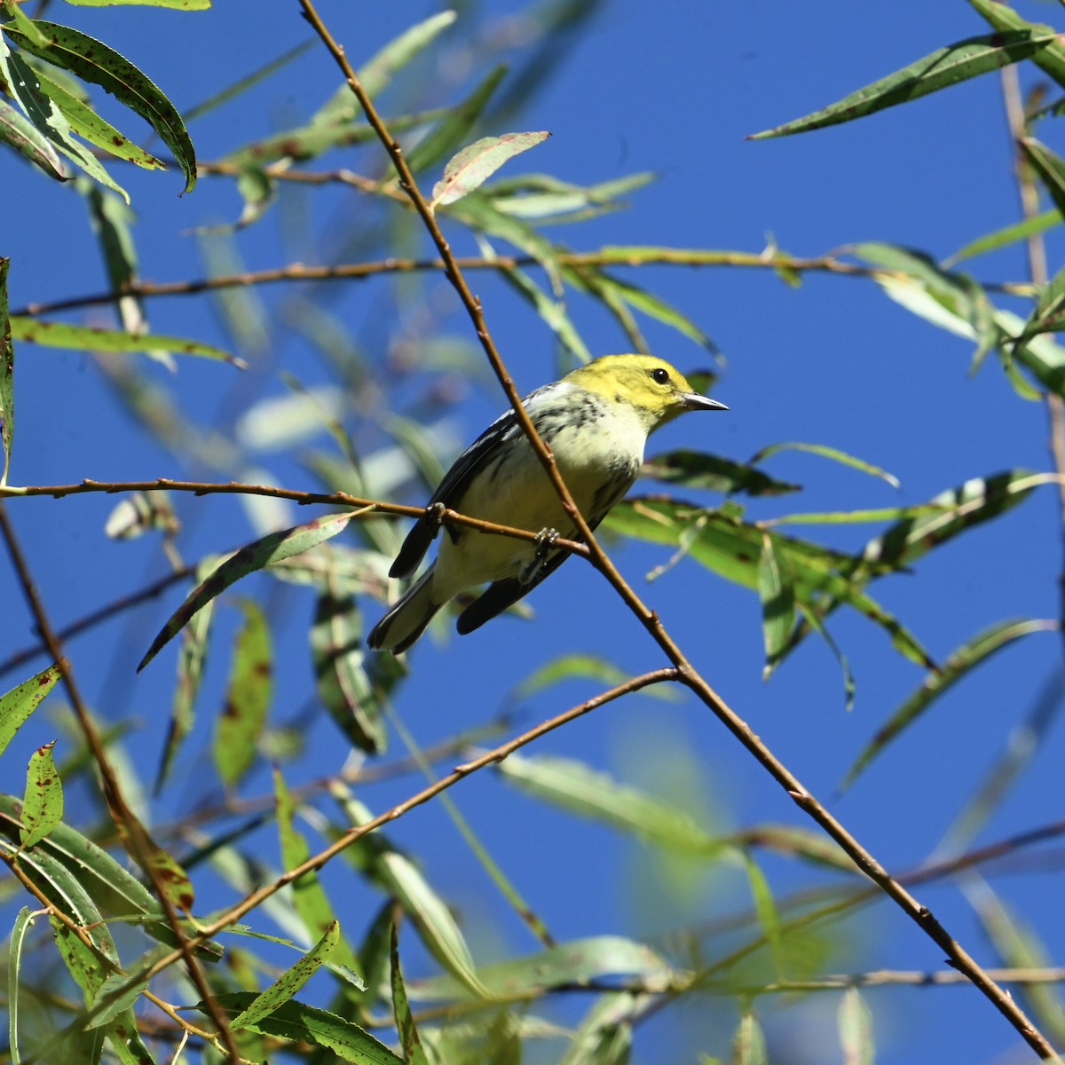 Black-throated Green Warbler - ML643088885
