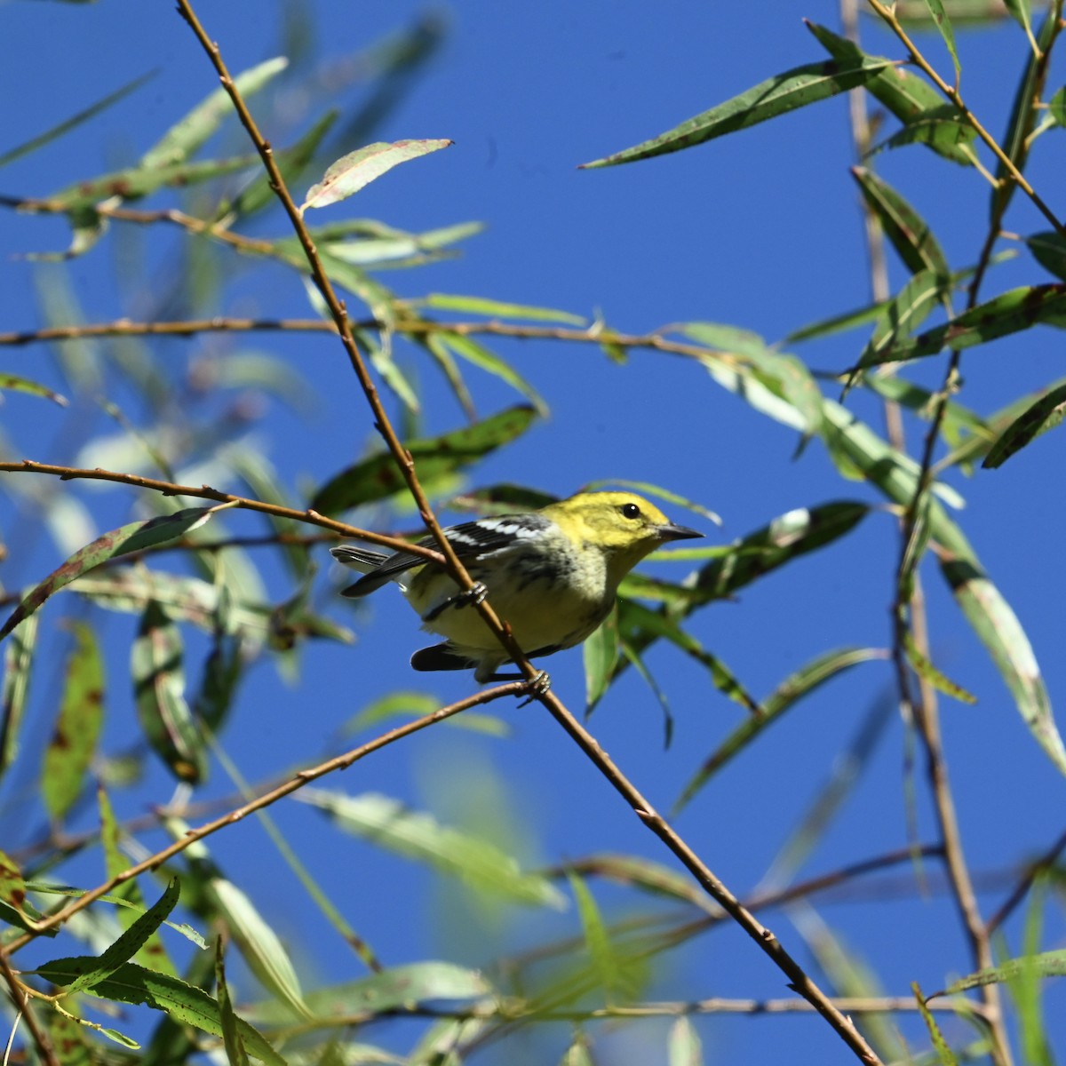 Black-throated Green Warbler - ML643088913