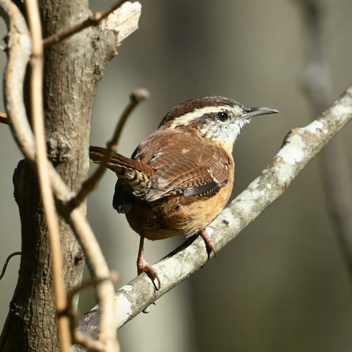 Carolina Wren - ML643088920