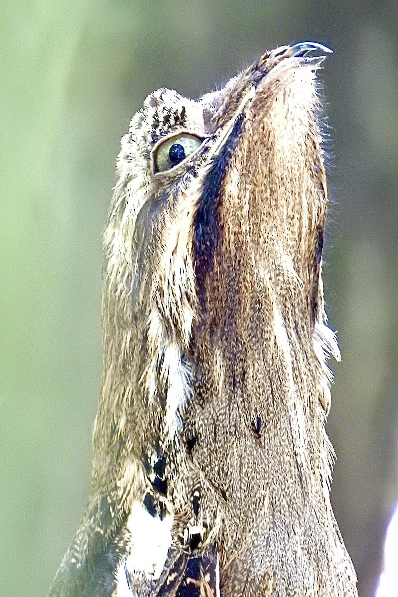 Long-tailed Potoo - ML643088922