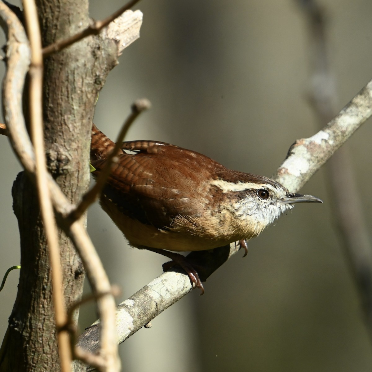 Carolina Wren - ML643088924