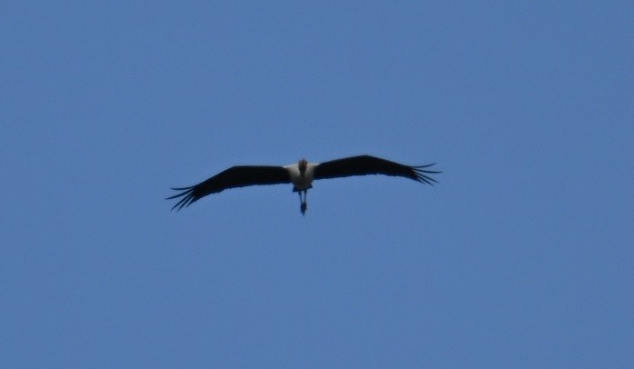 Painted Stork - ML643088929