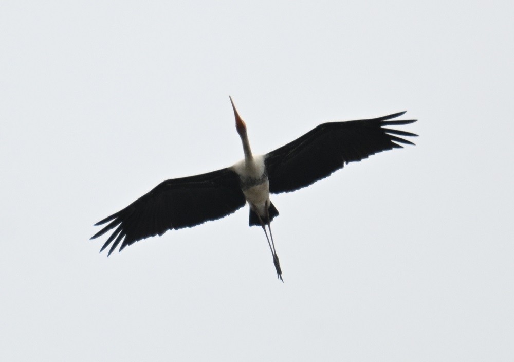 Painted Stork - ML643088931