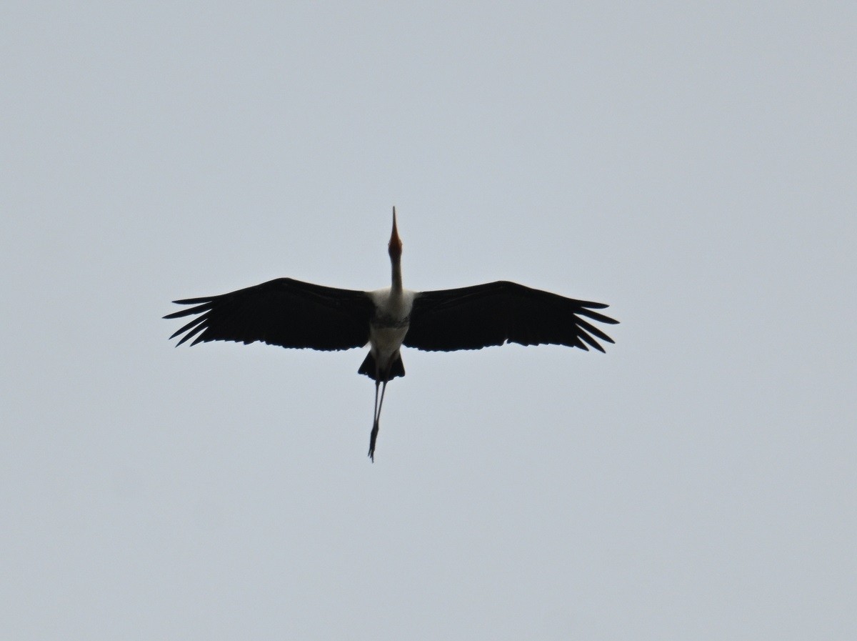 Painted Stork - ML643088932