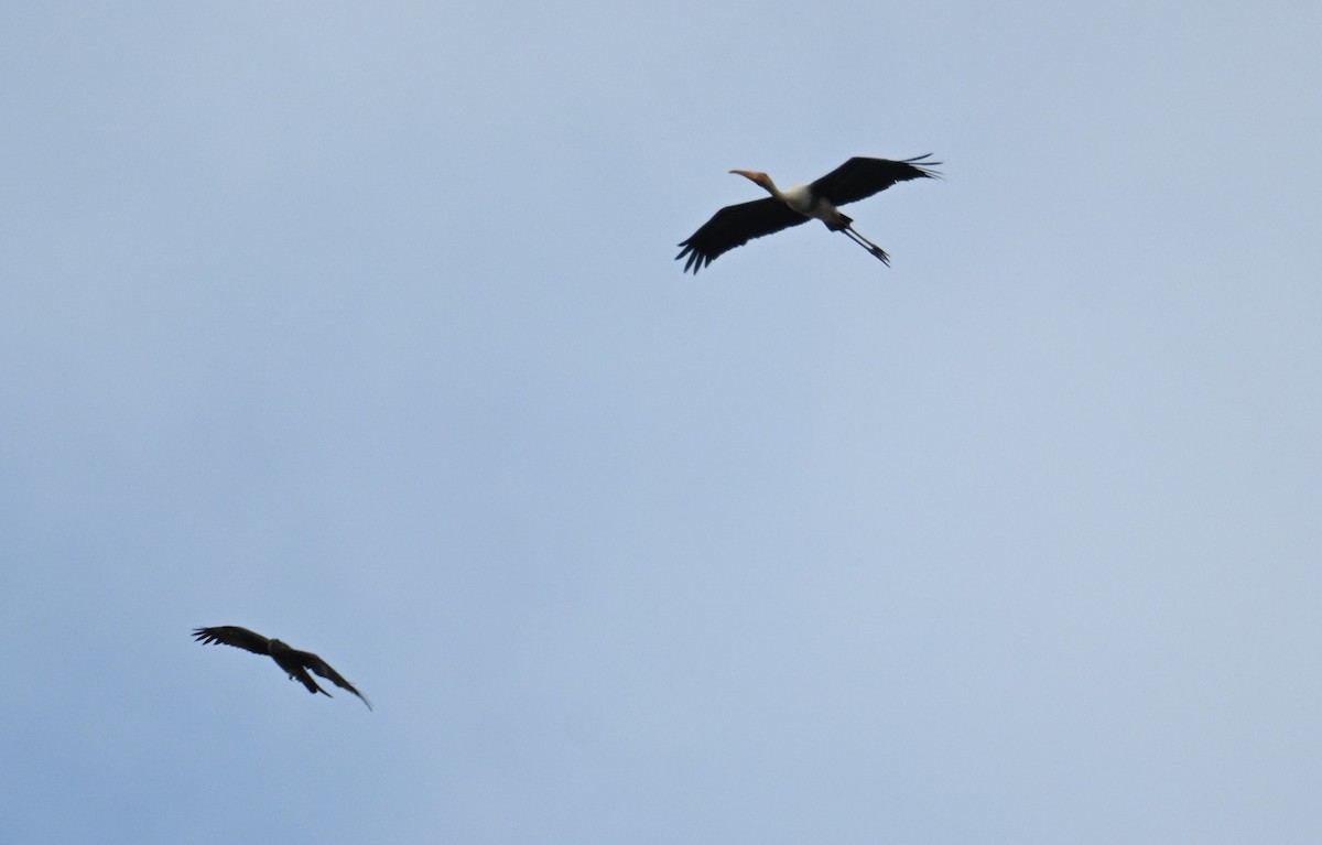 Painted Stork - ML643088934