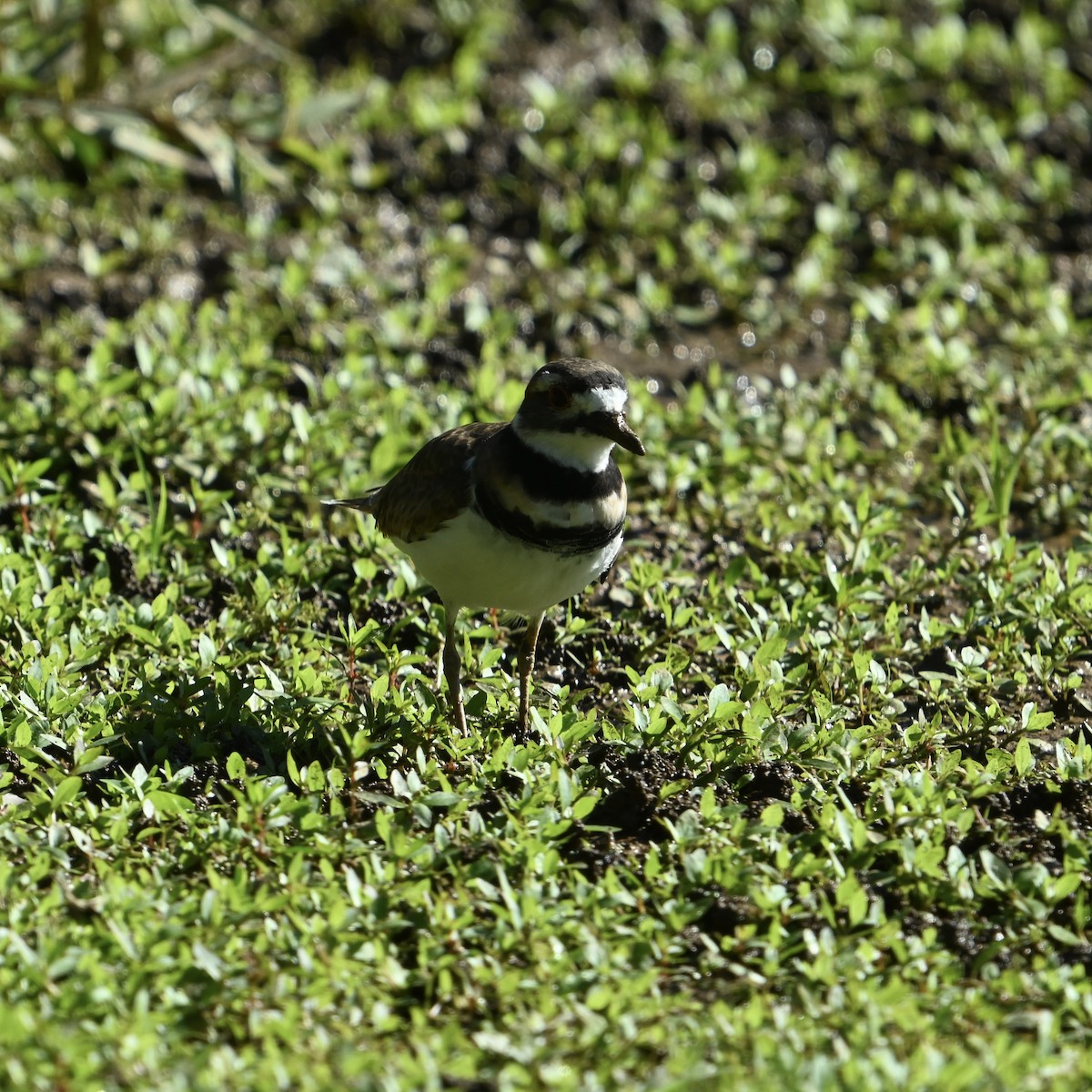 Killdeer - ML643088937