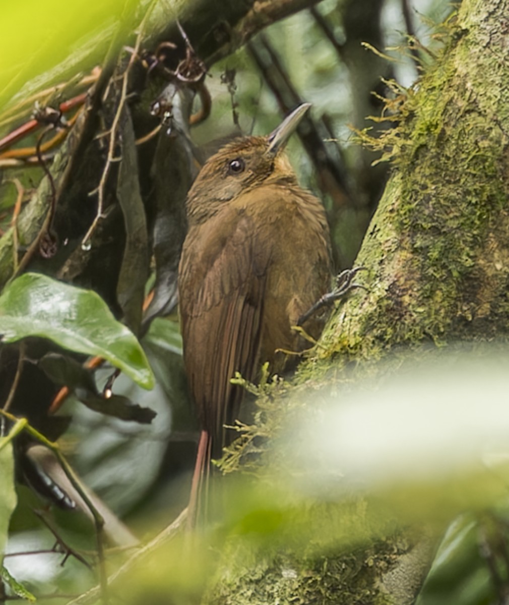 Plain-winged Woodcreeper - ML643088944