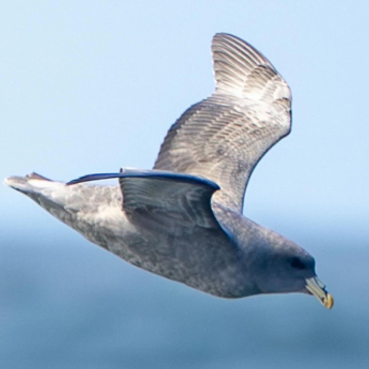Northern Fulmar (Pacific) - ML643088953