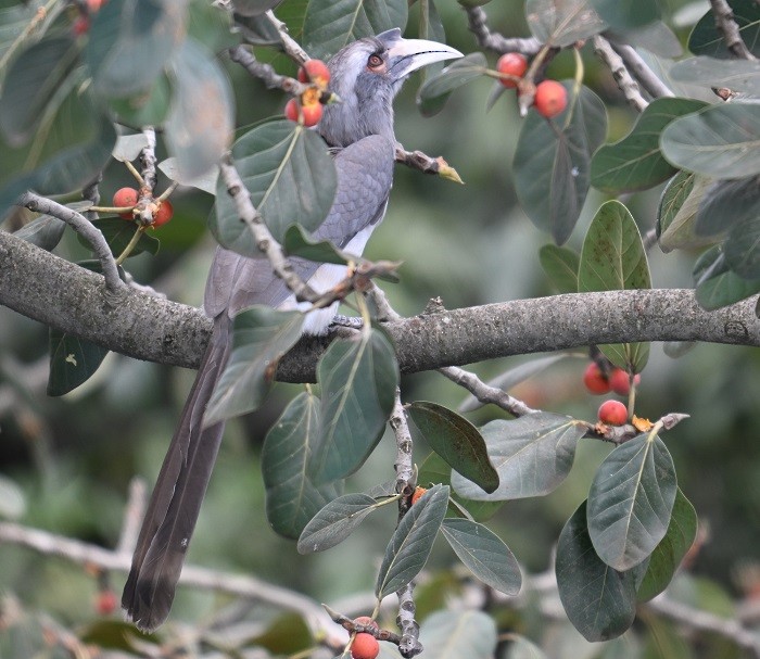 Indian Gray Hornbill - ML643088954