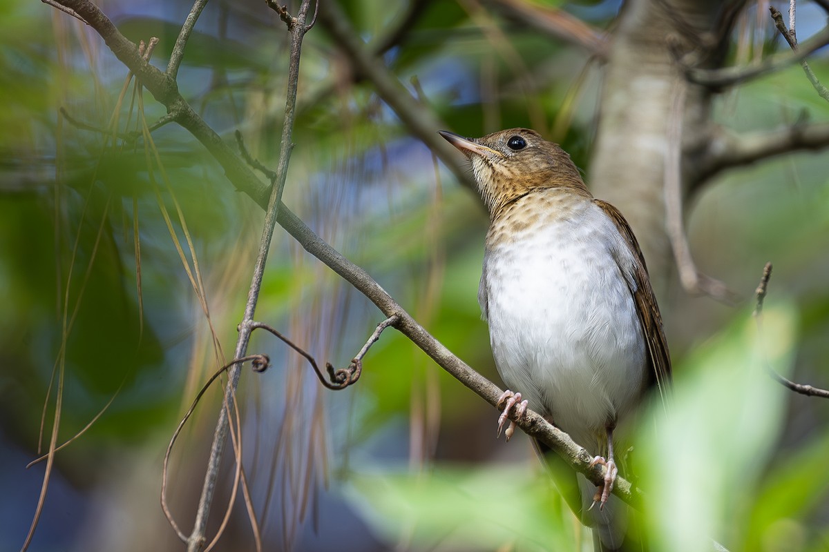 Veery - ML643088966