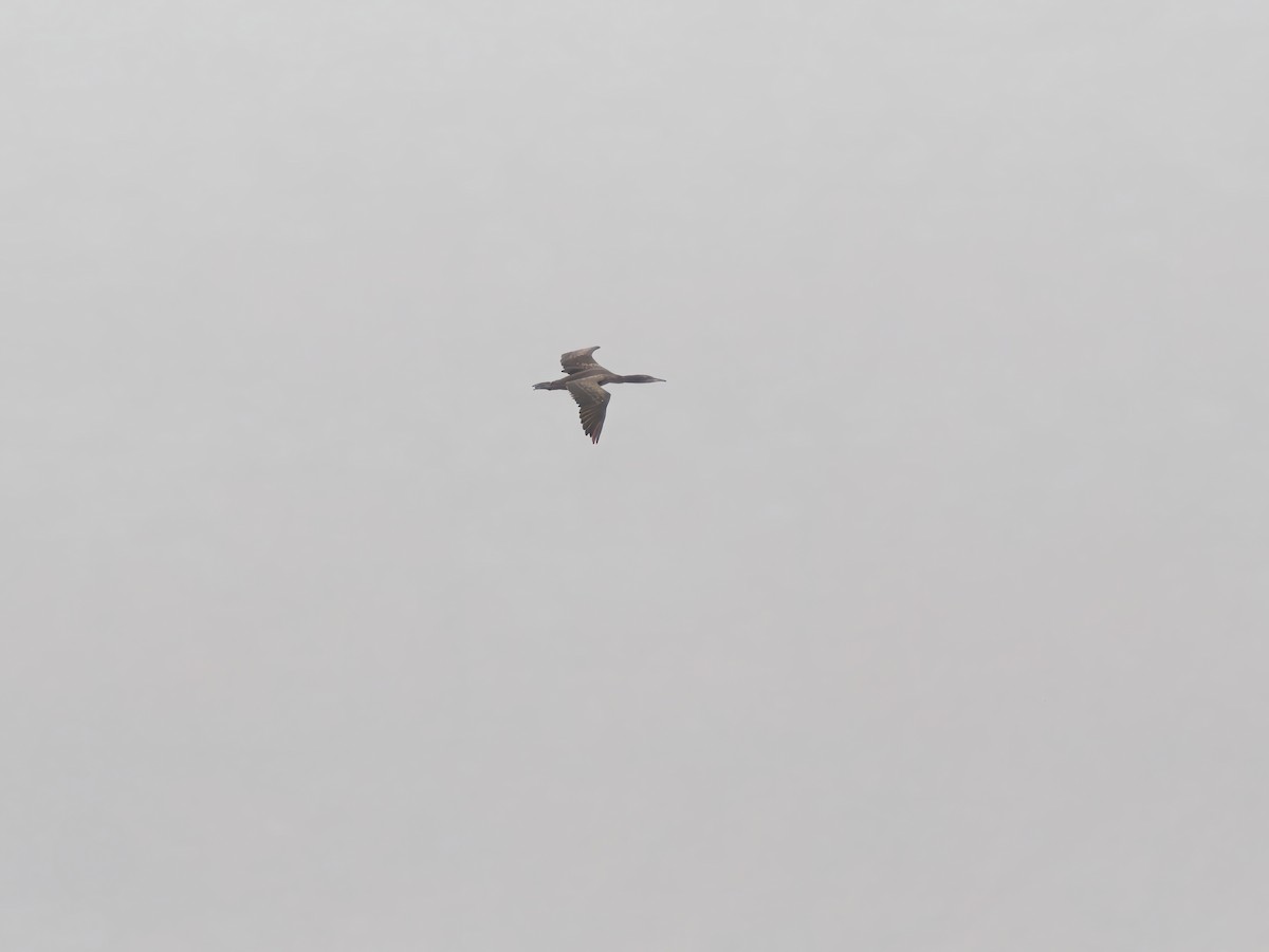 Socotra Cormorant - ML643088972