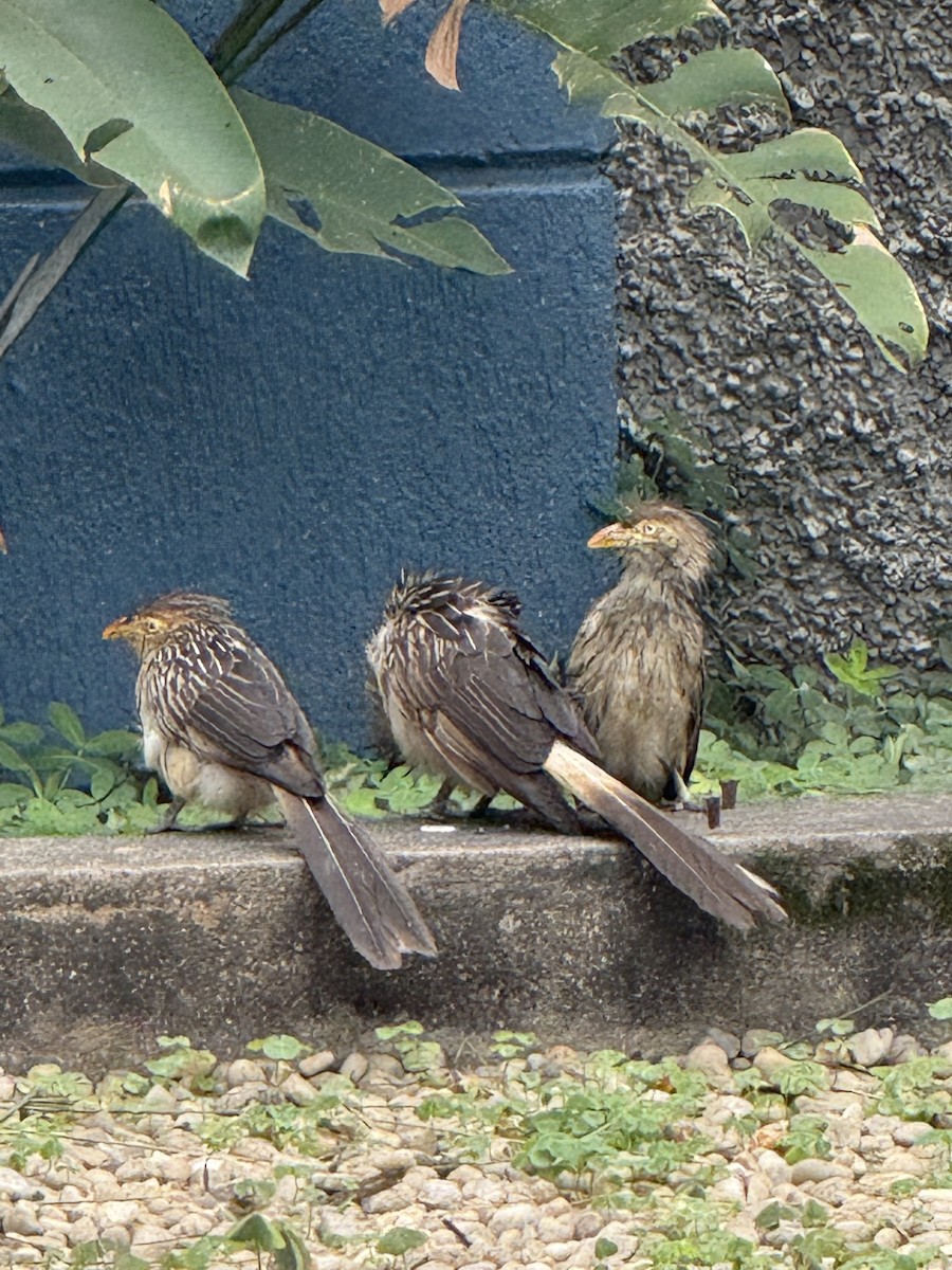 Guira Cuckoo - ML643088973