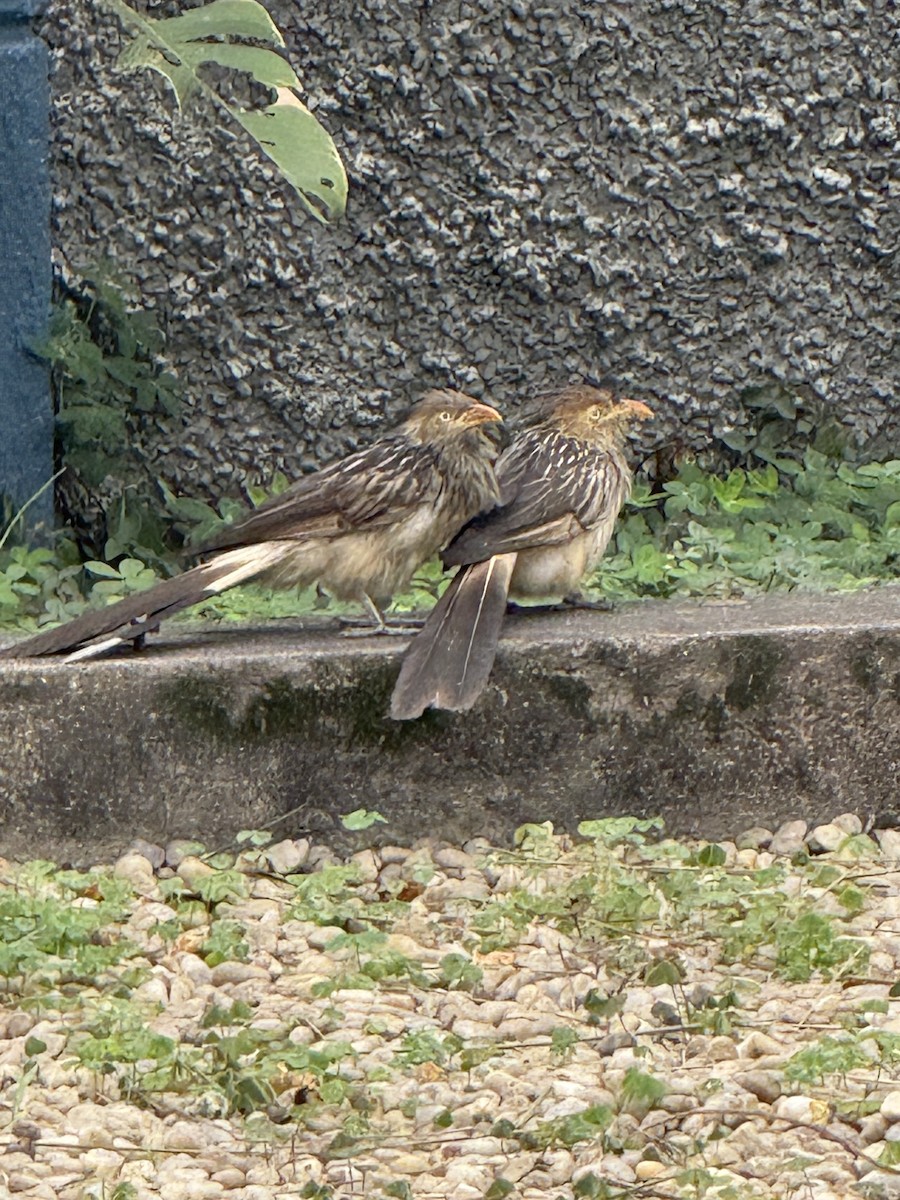 Guira Cuckoo - ML643088974