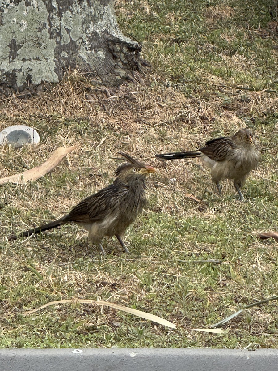Guira Cuckoo - ML643088975