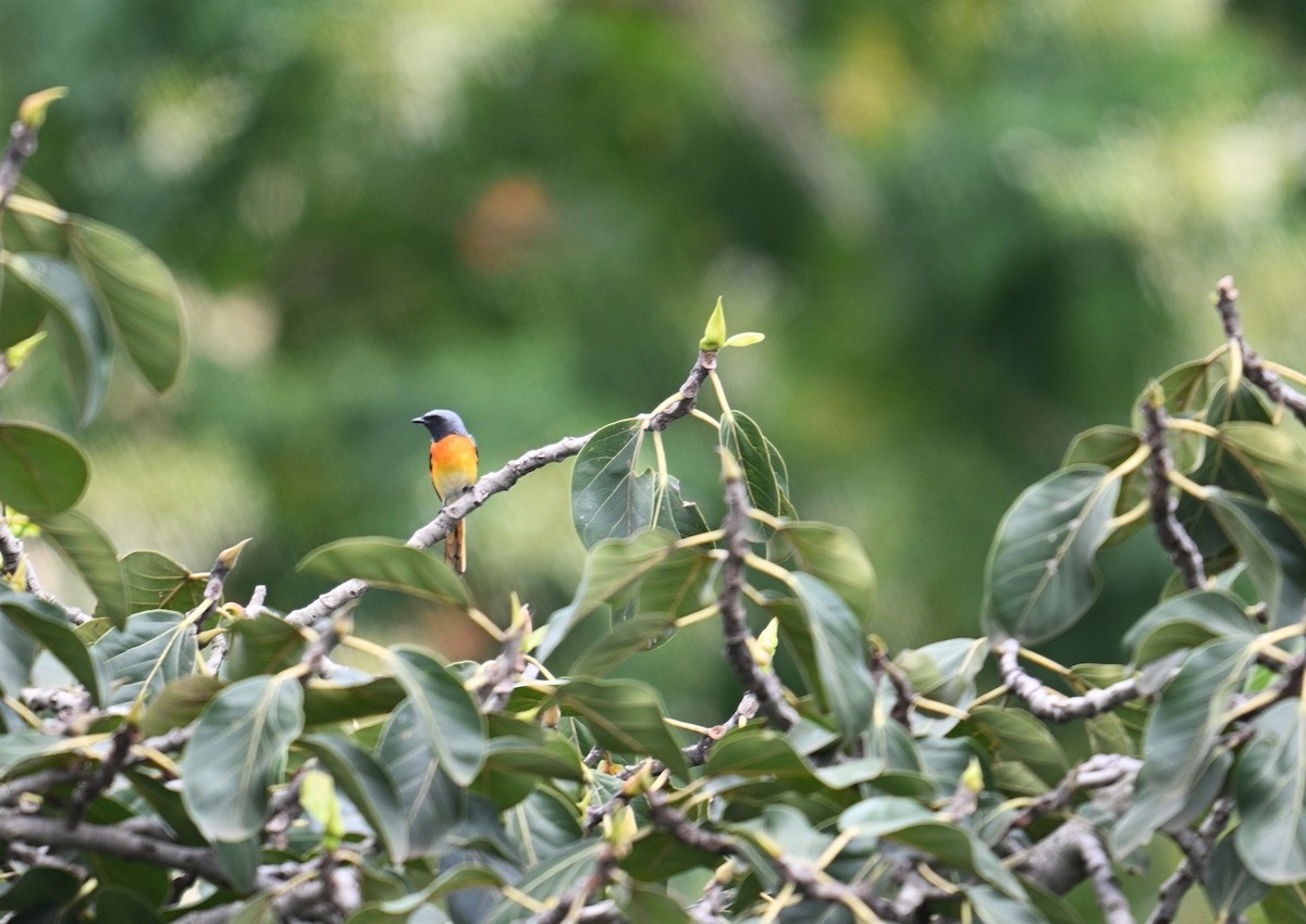 Small Minivet - ML643088981